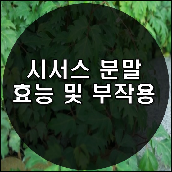  시서스 분말 효능 및 부작용