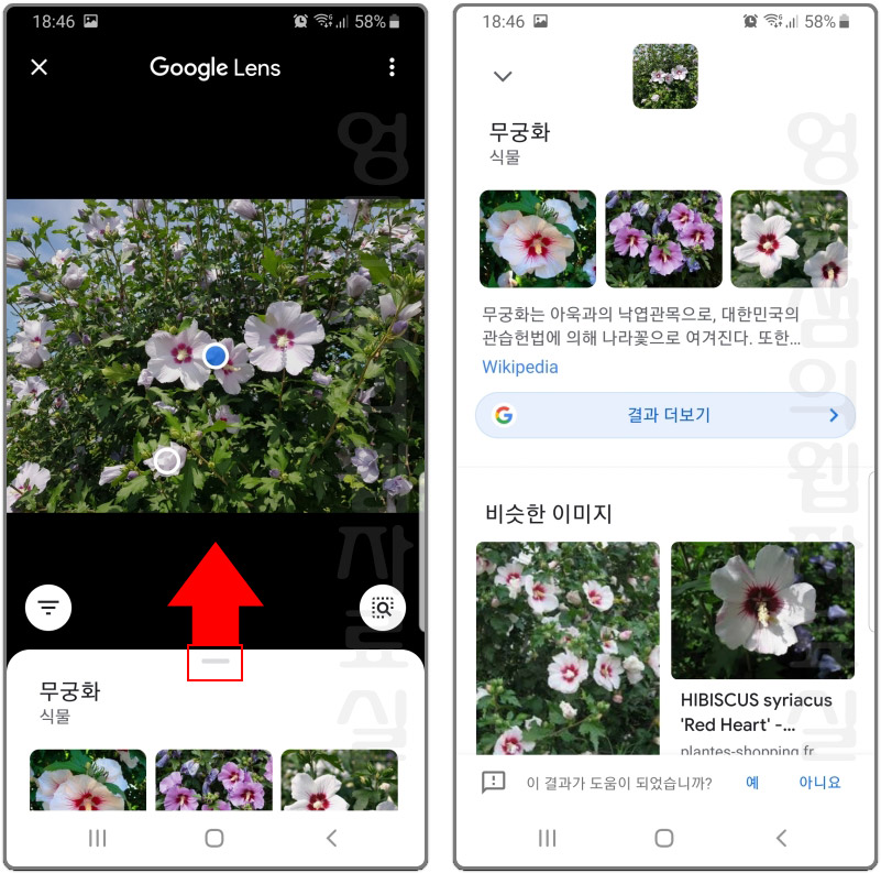 구글 포토 앱을 이용해 사진으로 꽃 이름 찾기 식물 검색하기 구글 포토 앱을 이용해 사진으로 꽃 이름 찾기 식물 검색하기