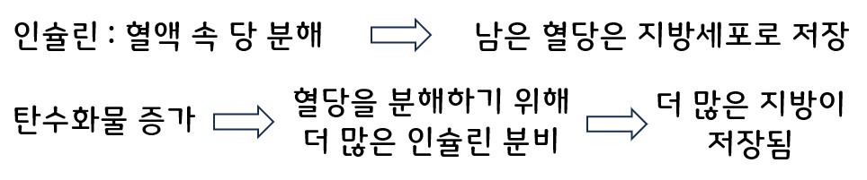 인슐린 작용