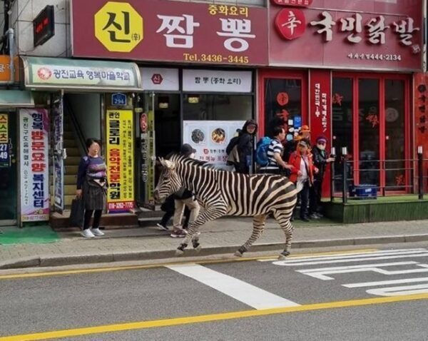 "부모 잃은 슬픔 속"…동물원 탈출한 얼룩말 '세로' 안타까운 이유 4