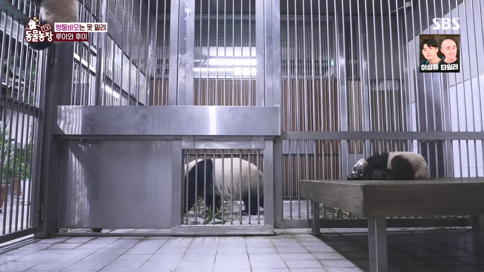 TV 동물농장.E1160.240225p.H264-F1RST.mp4_20240225_165127.824.jpg