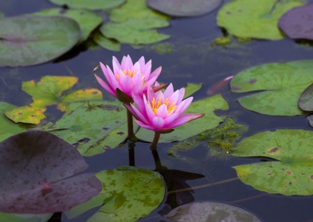  물 위에 피는 "연꽃"[lotus]