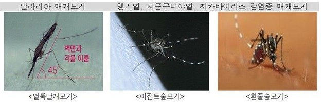 감염증 모기매개의 종류