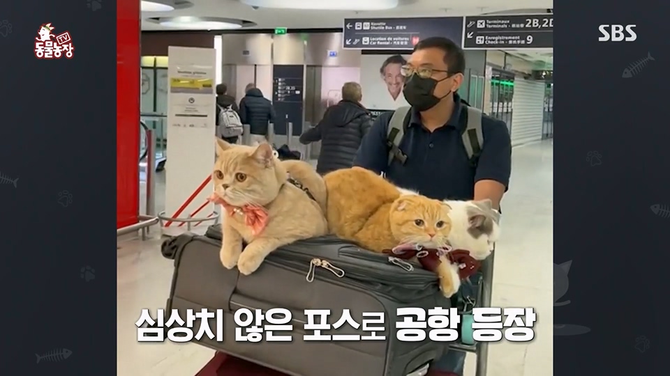 TV 동물농장.E1129.230716p.H264-F1RST.mp4_20230716_183612.317.jpg