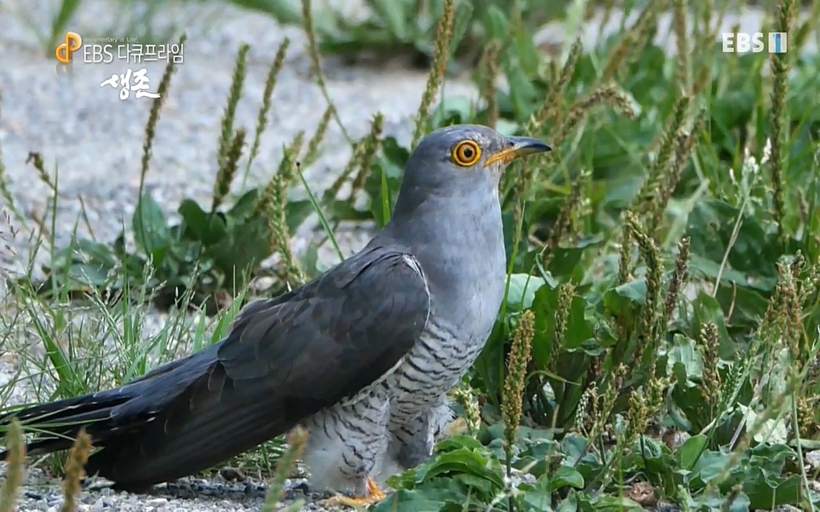 생존 3부_ EBS 다큐프라임_ 220629.avi_20220701_210748.775.jpg