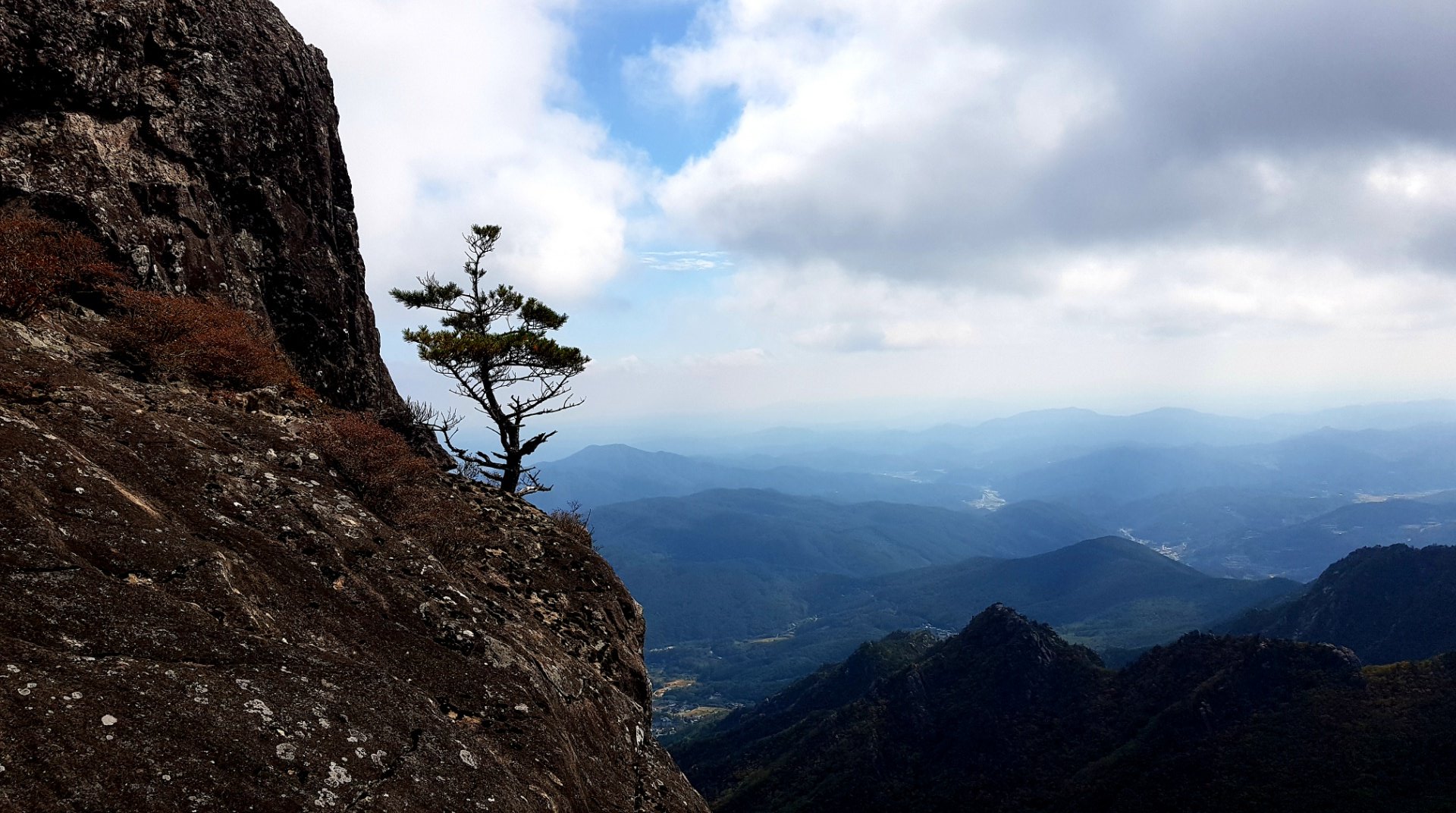 성주 가야산 소나무