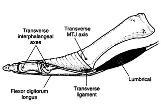 충양근이 발가락 관절 축을 지나가는 위치를 나타낸 그림