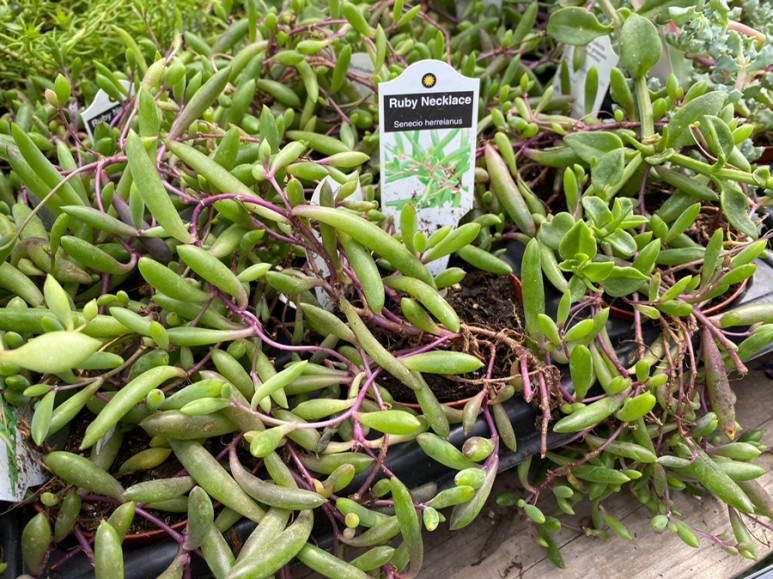 이름 가격도 같이 알아봐요. 예쁜 다육이 종류 9