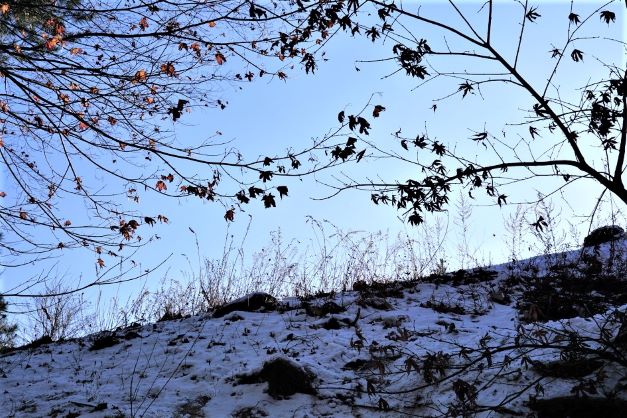 올려다 본 사진&#44; 나뭇가지&#44; 나뭇잎&#44; 언덕 풀밭&#44; 엷게 푸른 하늘&#44;