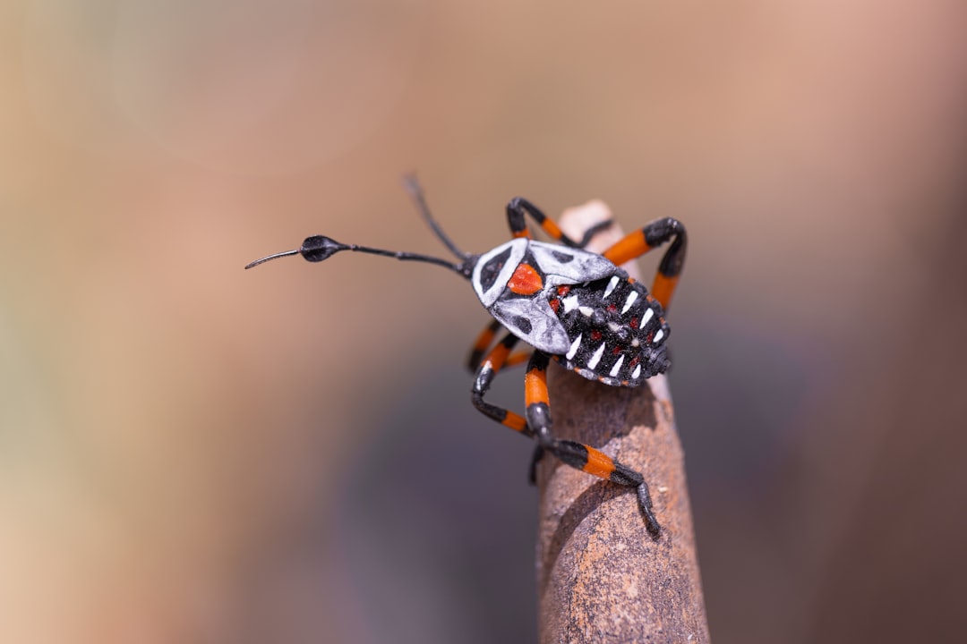 Insect.