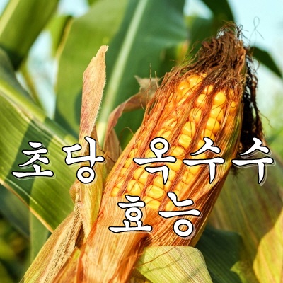  초당 옥수수 효능