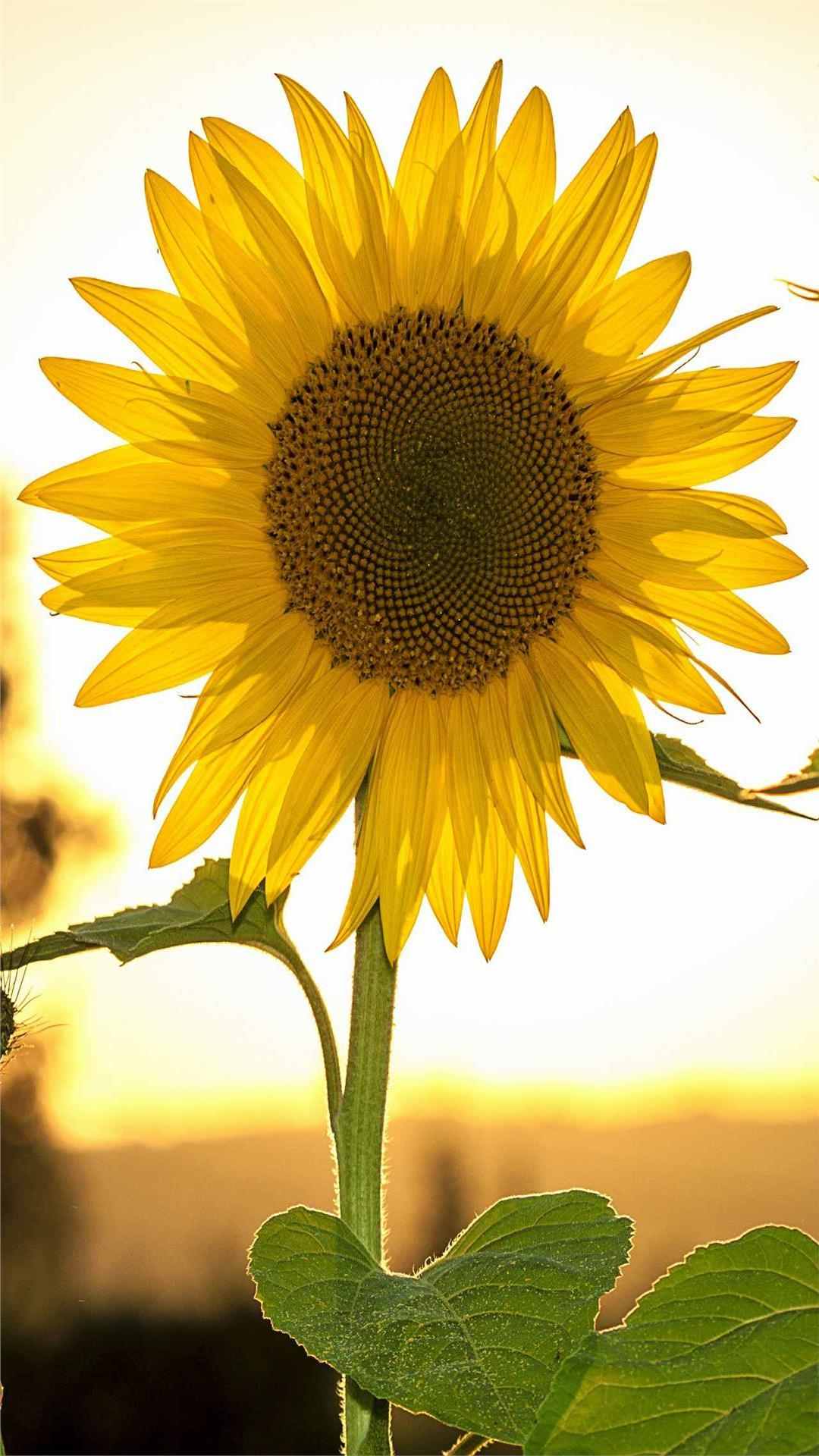 Sunflower iPhone Wallpaper