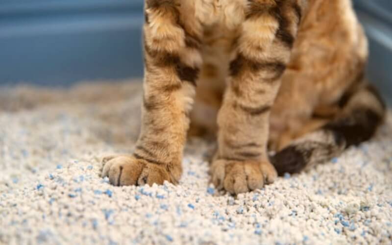 화장실-모래-위-고양이