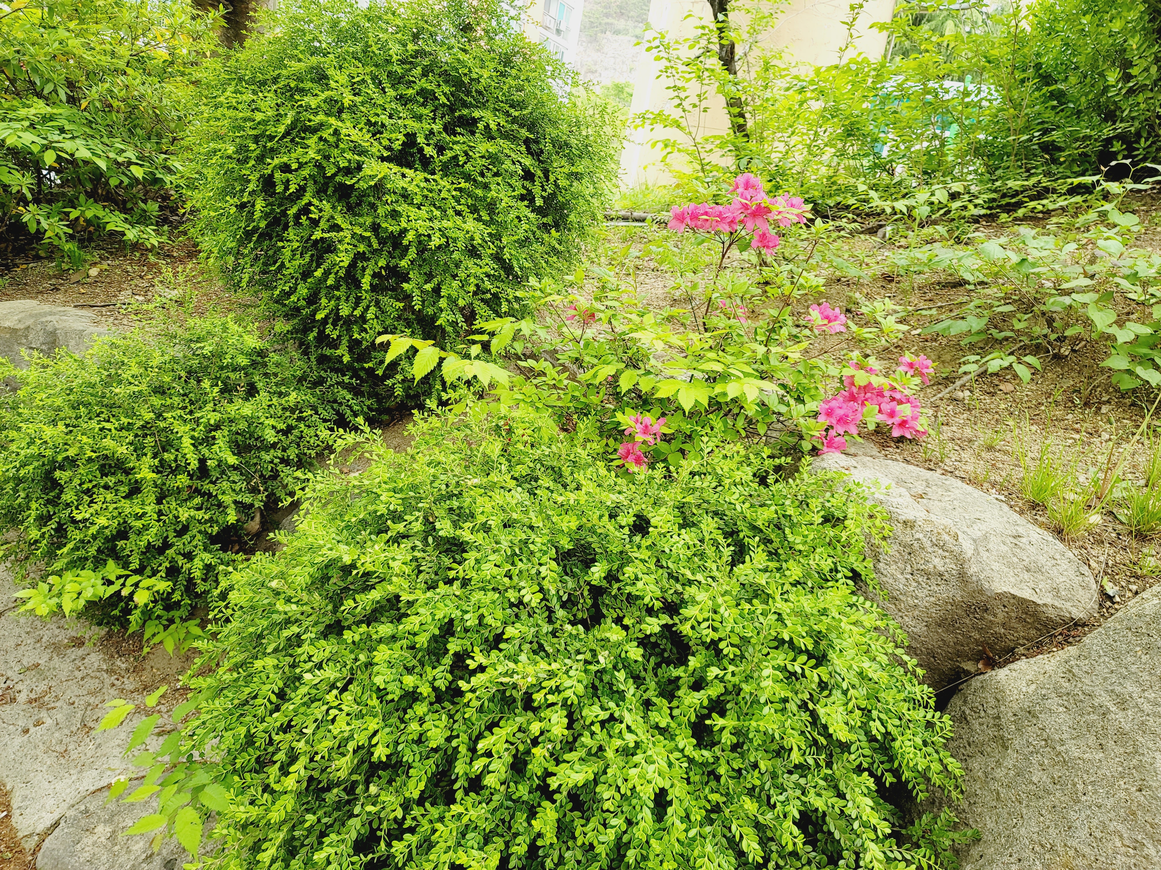 산철쭉 화단접대 3