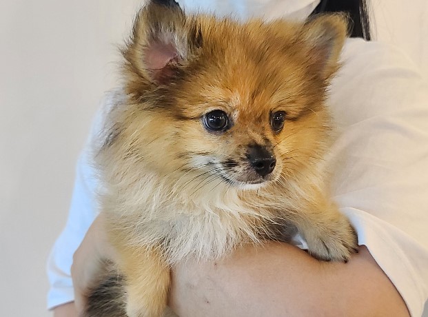 개를 입양했어요. 가마솥 산 유기견 보호 센터 귀여운 3