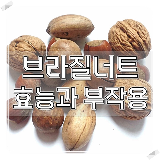  브라질너트 효능 빠르게 알아보자