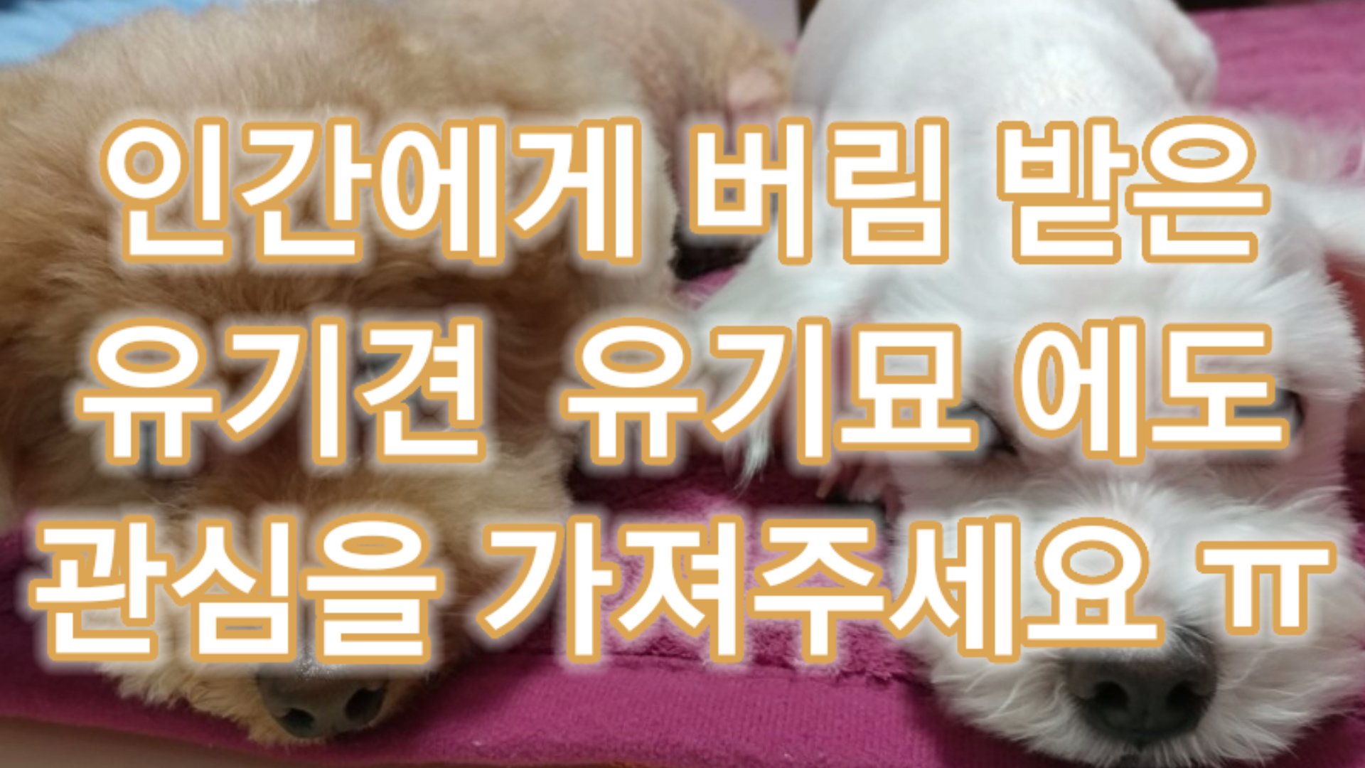  개만도 못하다는게 이런 인간들일듯  가족에게 버려진 유기견 과 유기묘