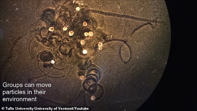  개구리 배아 줄기세포로 만들어진 '살아있는 자가 치유 로봇' VIDEO: Microscopic 'living robots' created from frog embryo stem cells have...