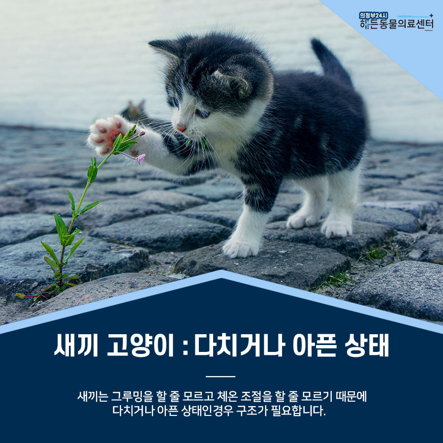 간택 , 구조는 어리다면 조심해야 해요! 3
