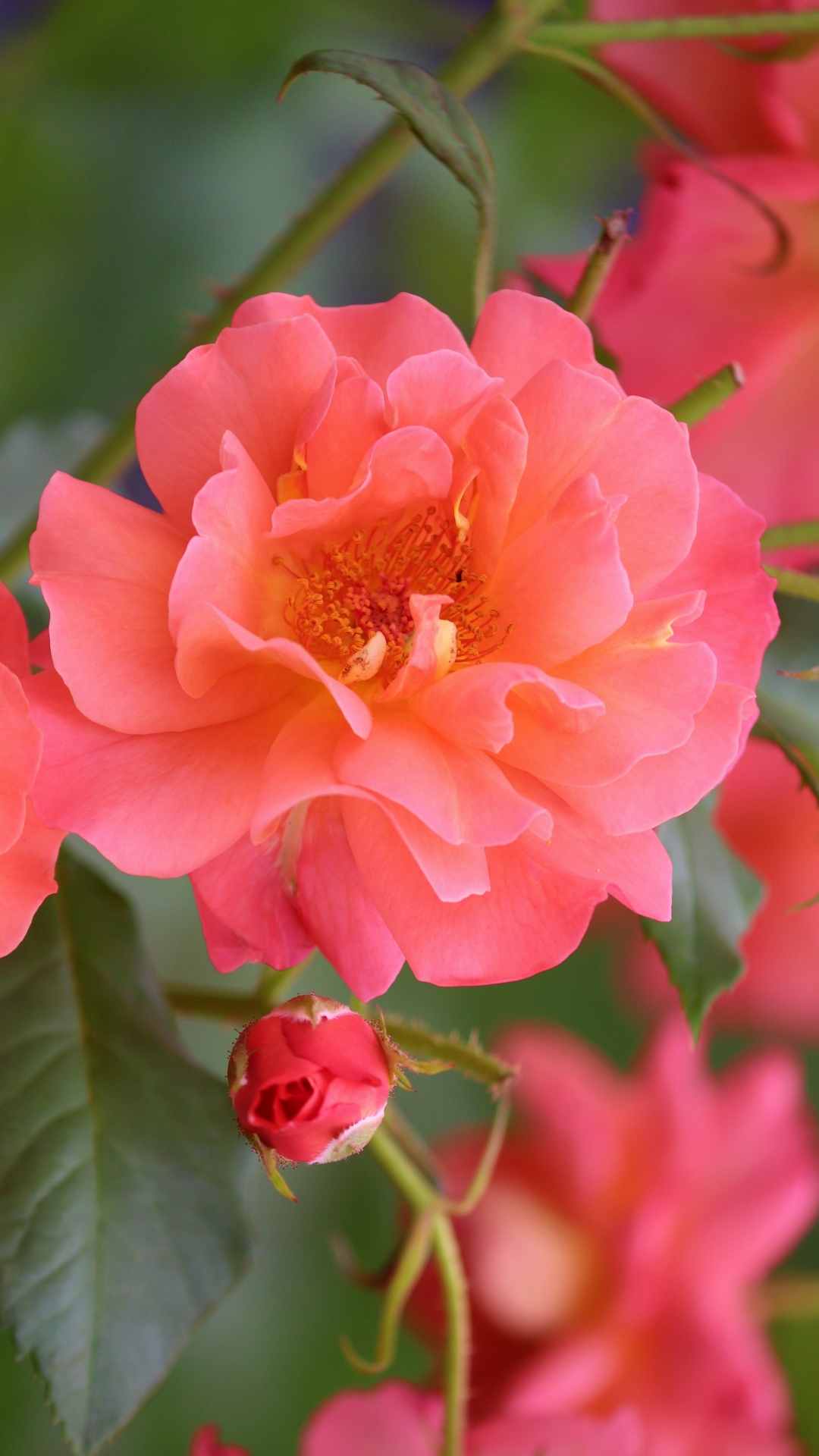 Rose Flower iPhone Wallpaper