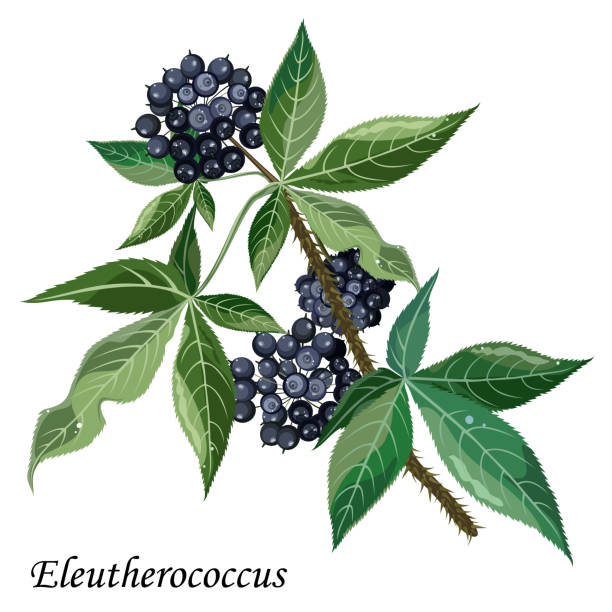 가시오가피의 12가지 장점 41