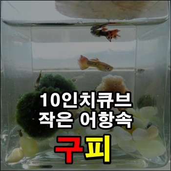  작은 10큐브어항 속 구피들