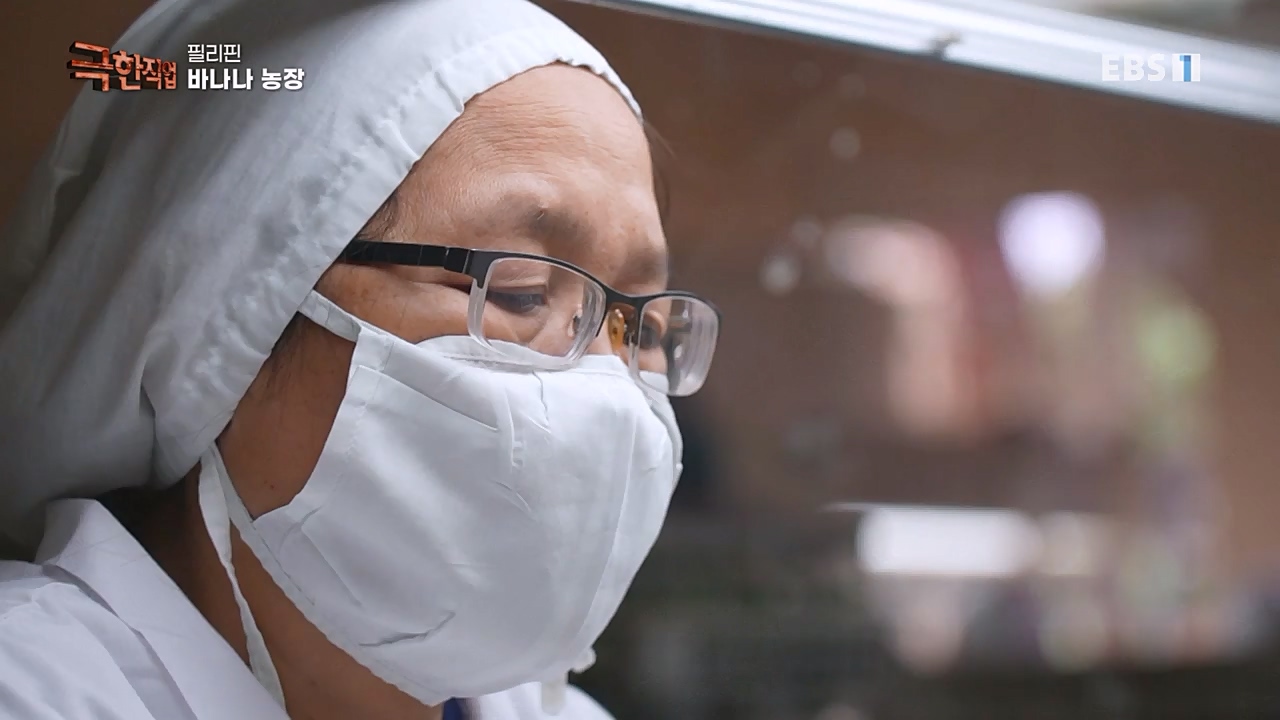 TV - 교육의 중심 EBS필리핀 바나나, 파인애플 농장.mp4_20230302_202859.122.jpg