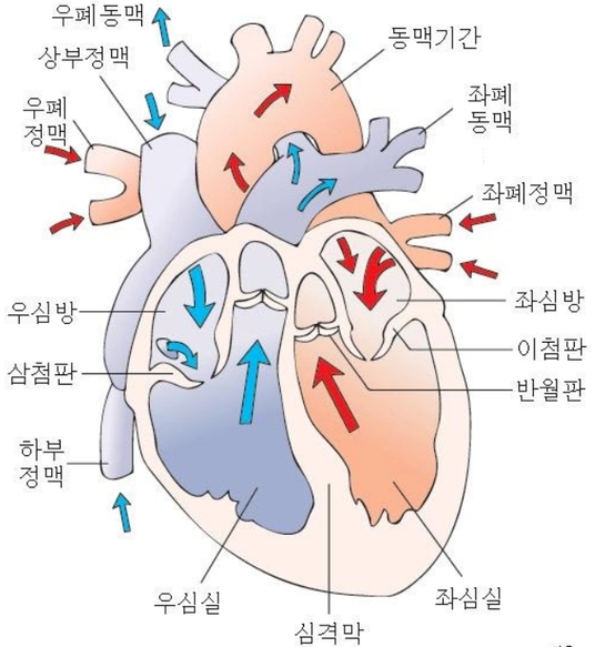 부정맥의 종류