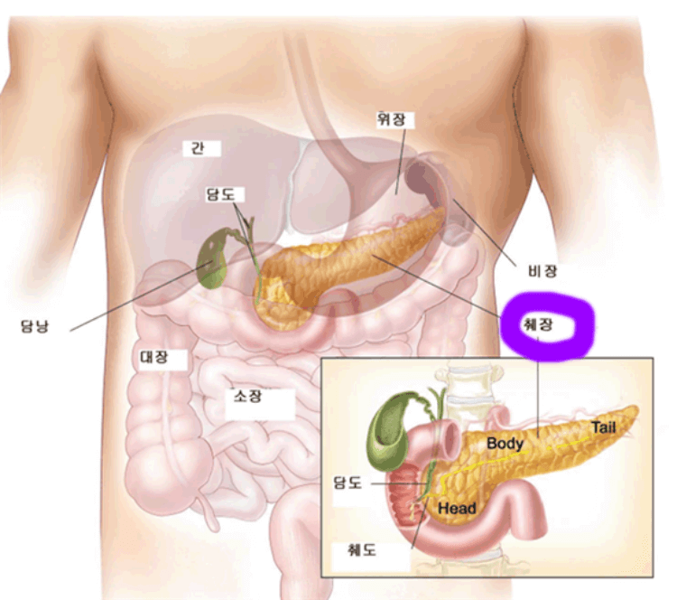 췌장-위치