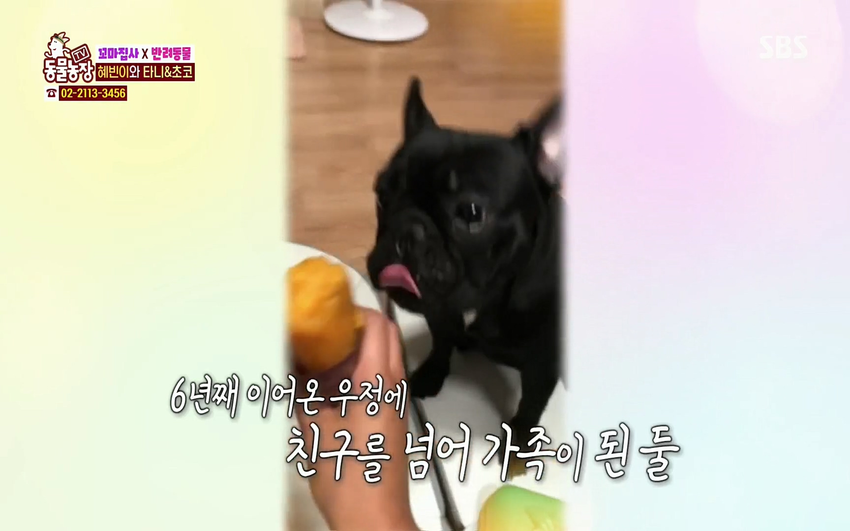 TV 동물농장.E1061.220320p.H264-F1RST.mp4_20220320_183621.119.jpg