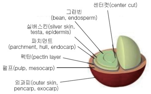  커피학개론: 커피 식물학 바리스타 2급 필기