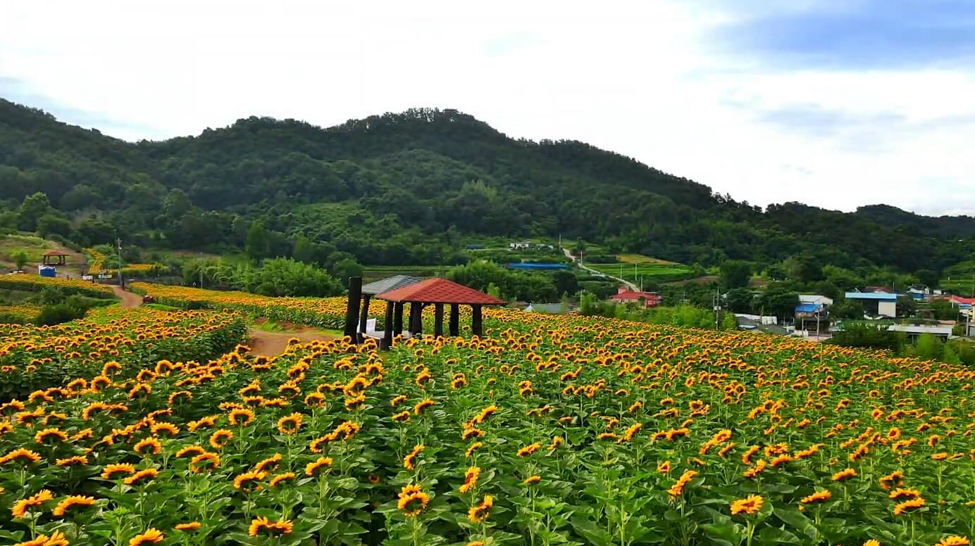 강주-해바라기