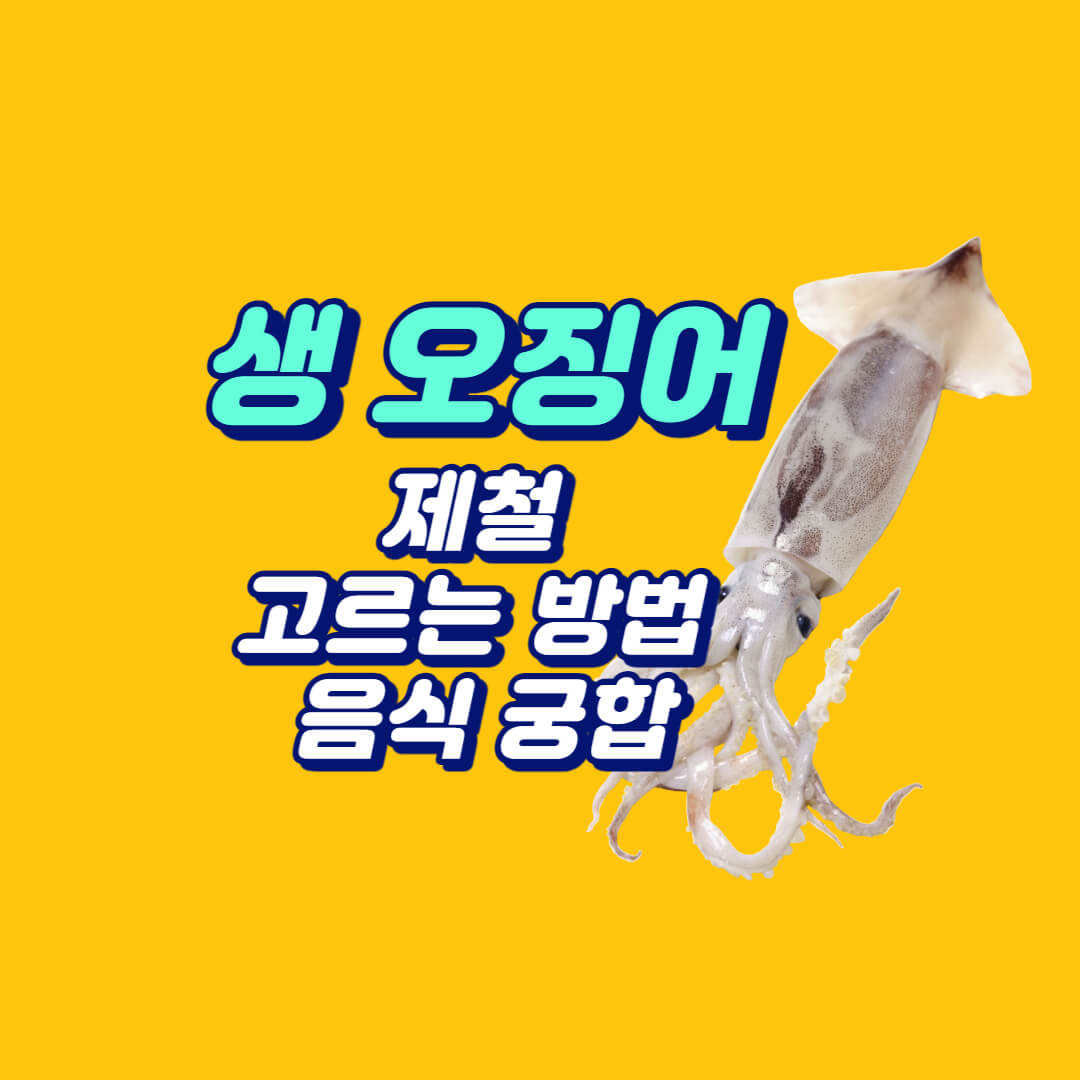  산오징어 철 언제? 산오징어 칼로리 산오징어 음식 궁합