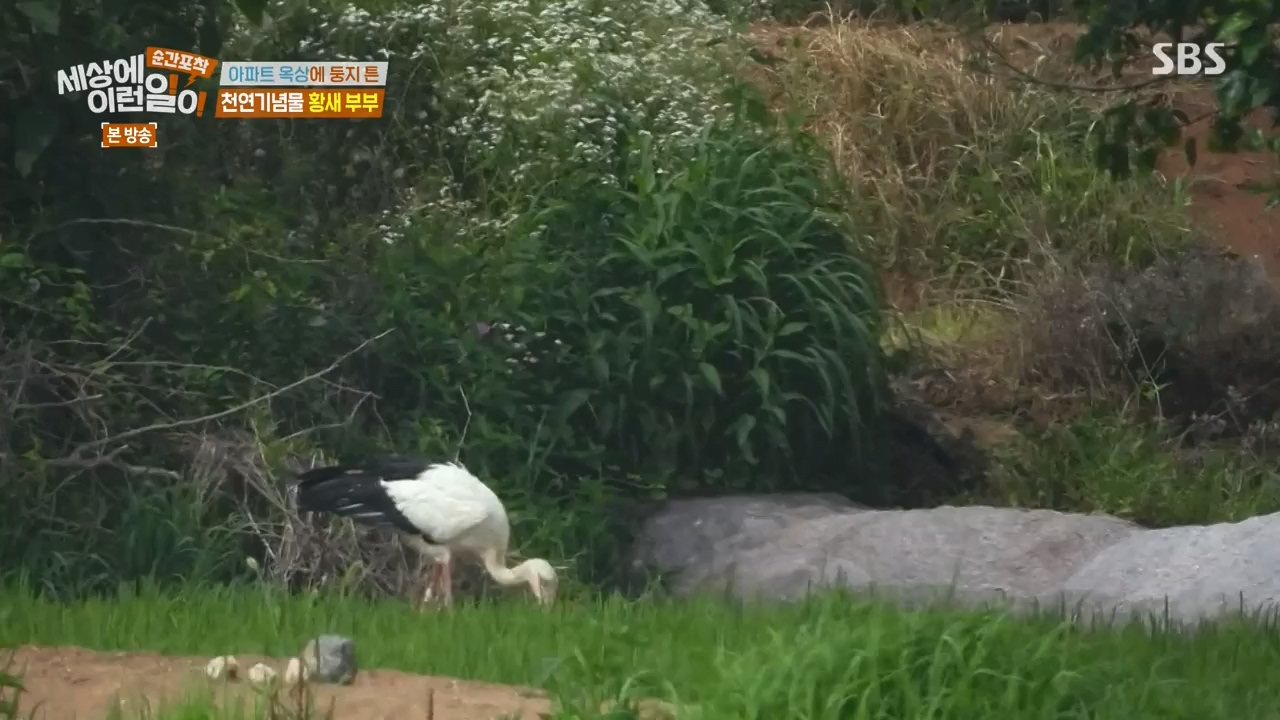순간포착 세상에 이런일이.E1276.240505p-NEXT.mp4_20240505_151151.813.jpg