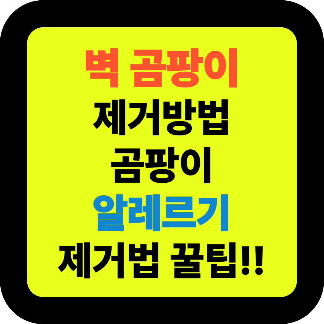 벽 곰팡이 제거방법 곰팡이 알레르기 제거법 꿀팁