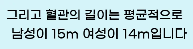   그리고 혈관의 길이는 평균적으로 남성이 1.5m, 여성이 1.4m입니다.