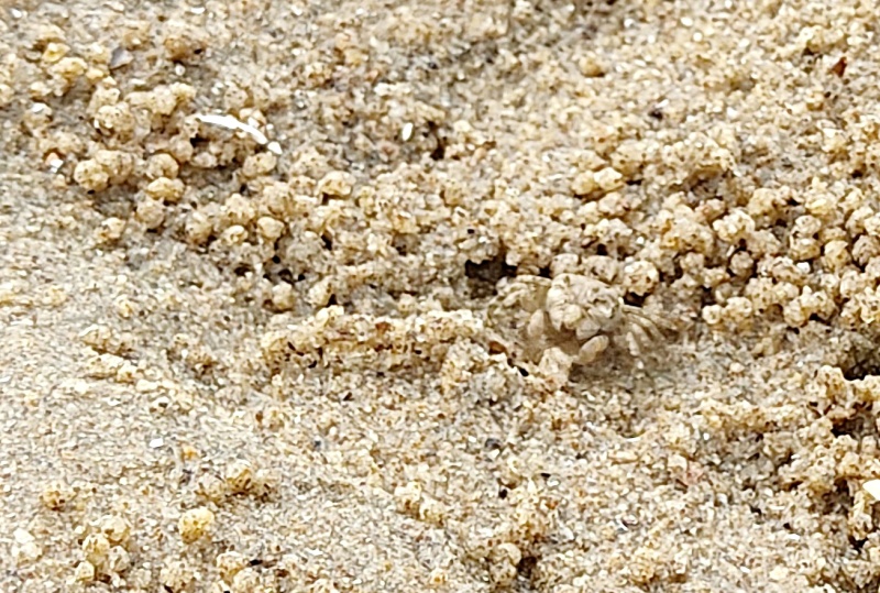 모래사이에 작은 꽃게