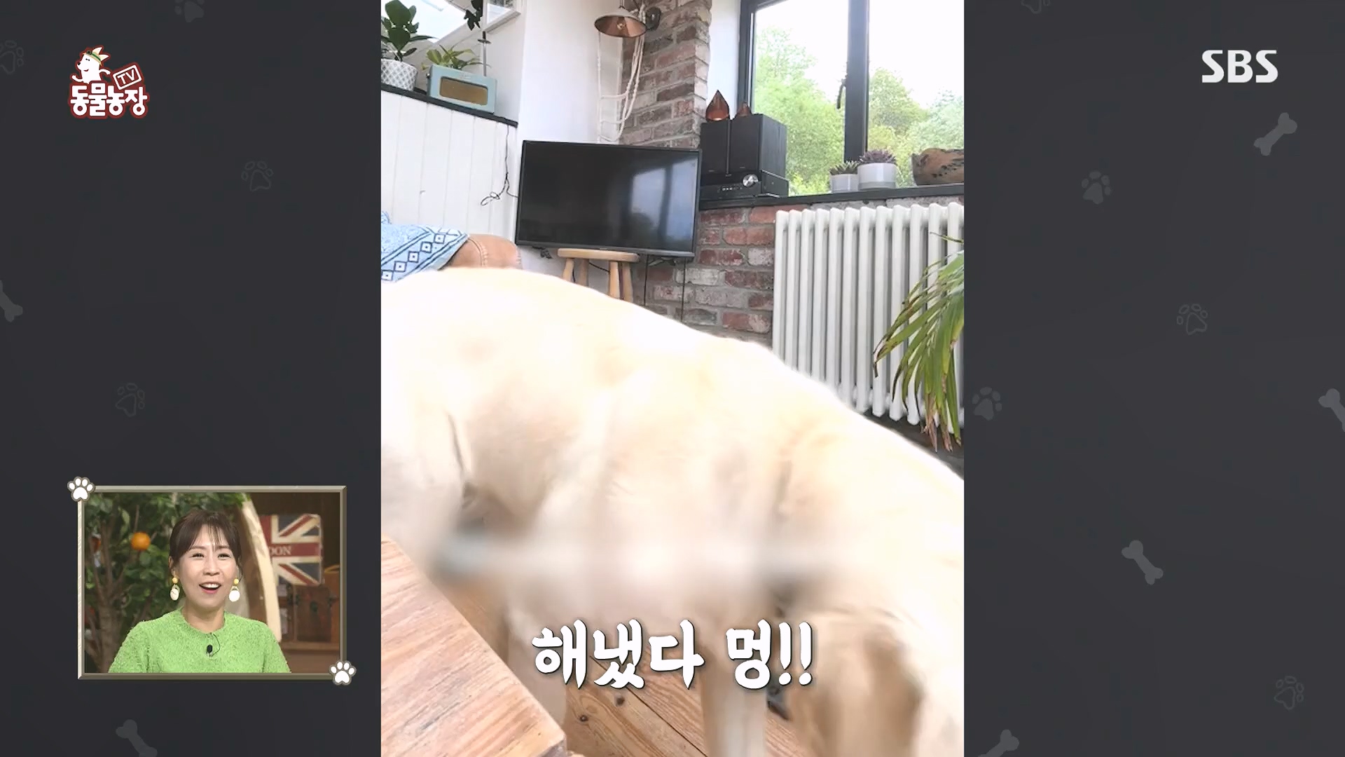 TV 동물농장.E1182.240728p.H264-F1RST.mp4_20240728_152520.401.jpg