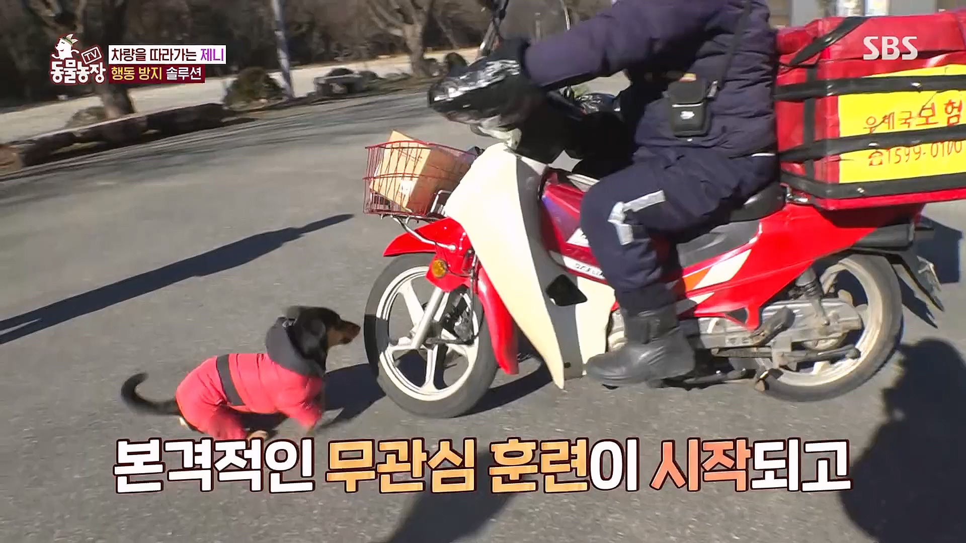 TV 동물농장.E1106.230129p.H264-F1RST.mp4_20230130_192746.319.jpg
