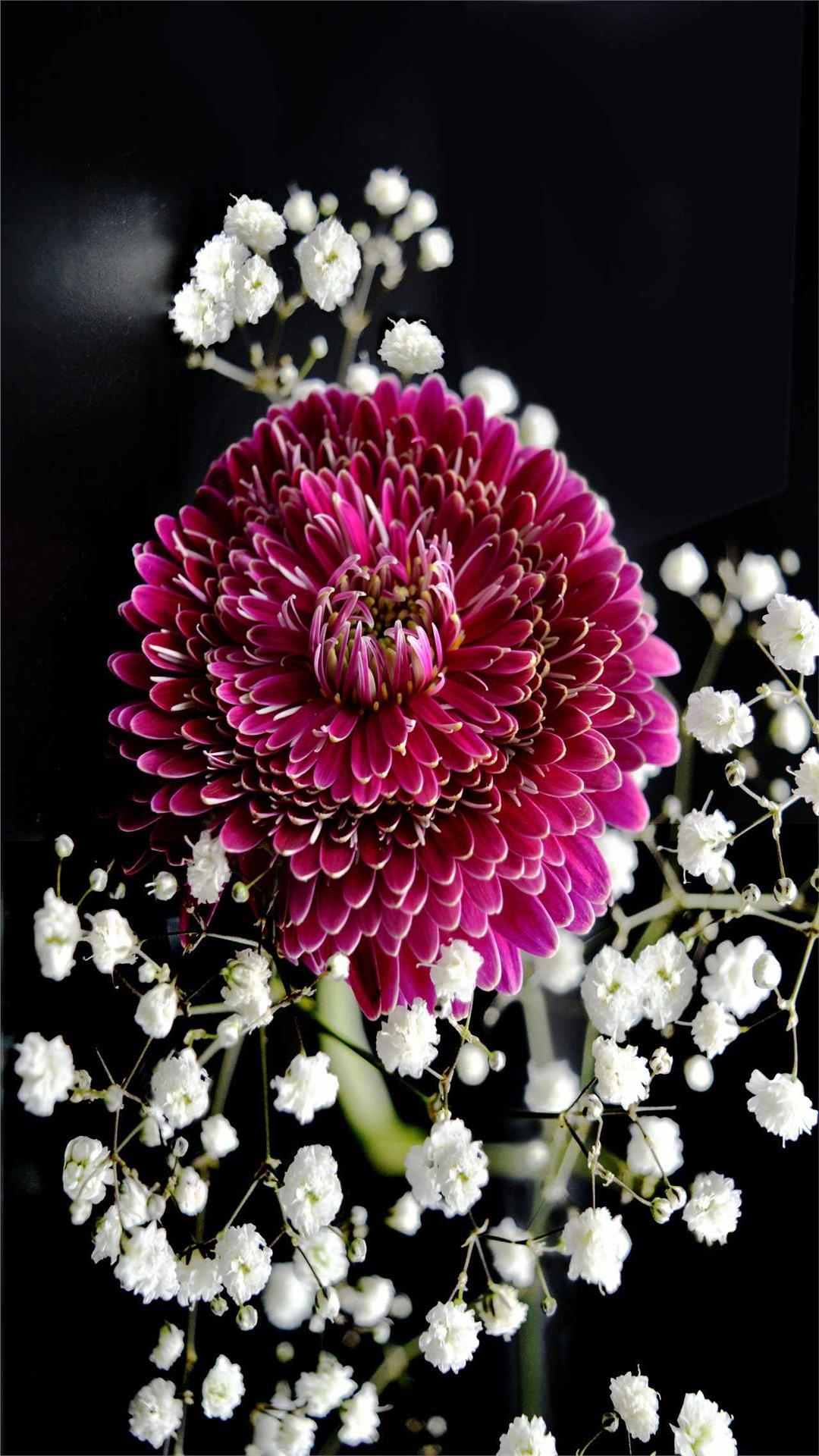 Chrysanthemum Flower iPhone Wallpaper