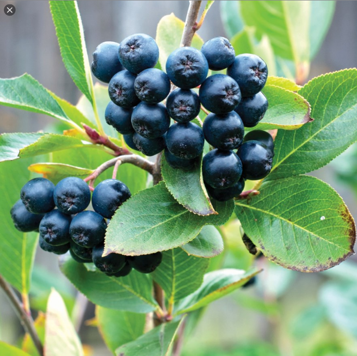  초크베리 (CHOKEBERRY) 효능 부작용 섭취법 알고 가세요.