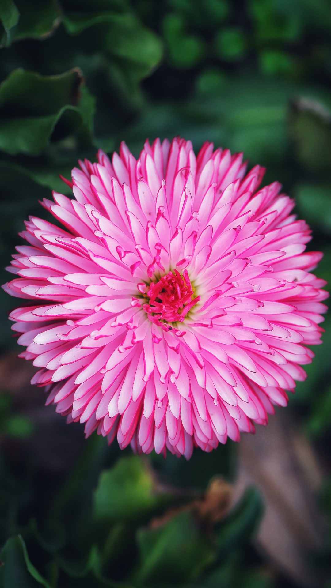 Chrysanthemum Flower iPhone Wallpaper