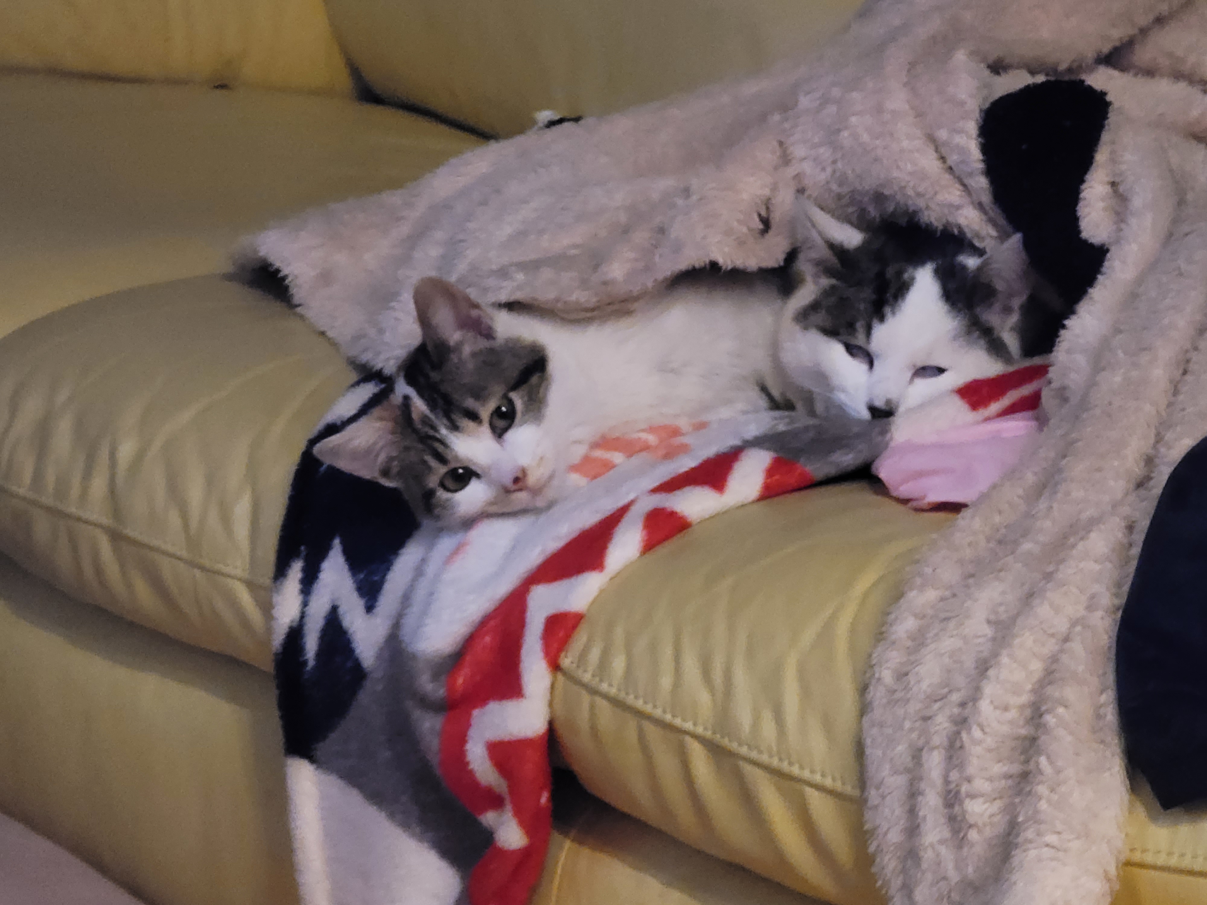  고양이 눈이 이상해요