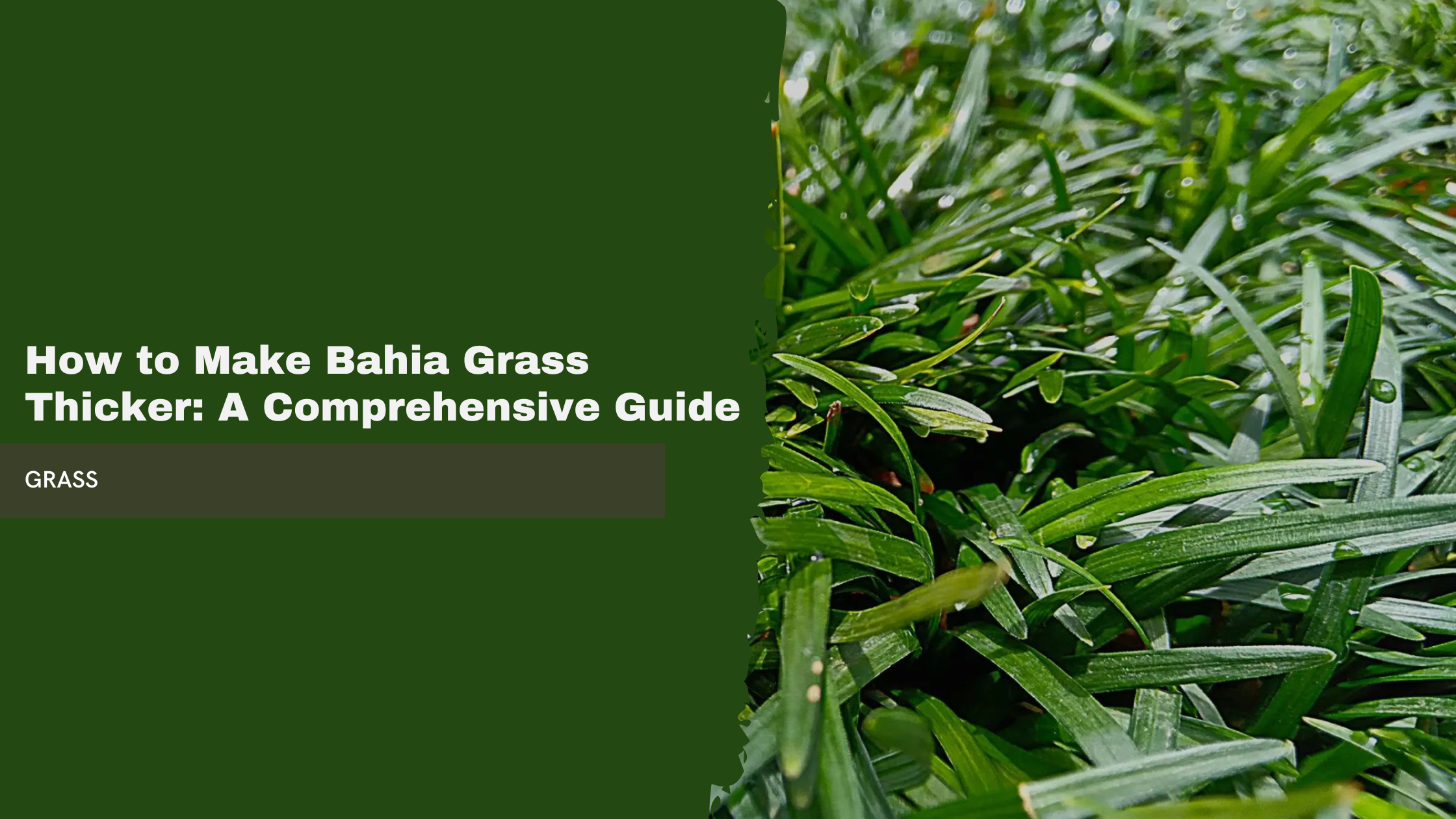 How to Make Bahia Grass Thicker