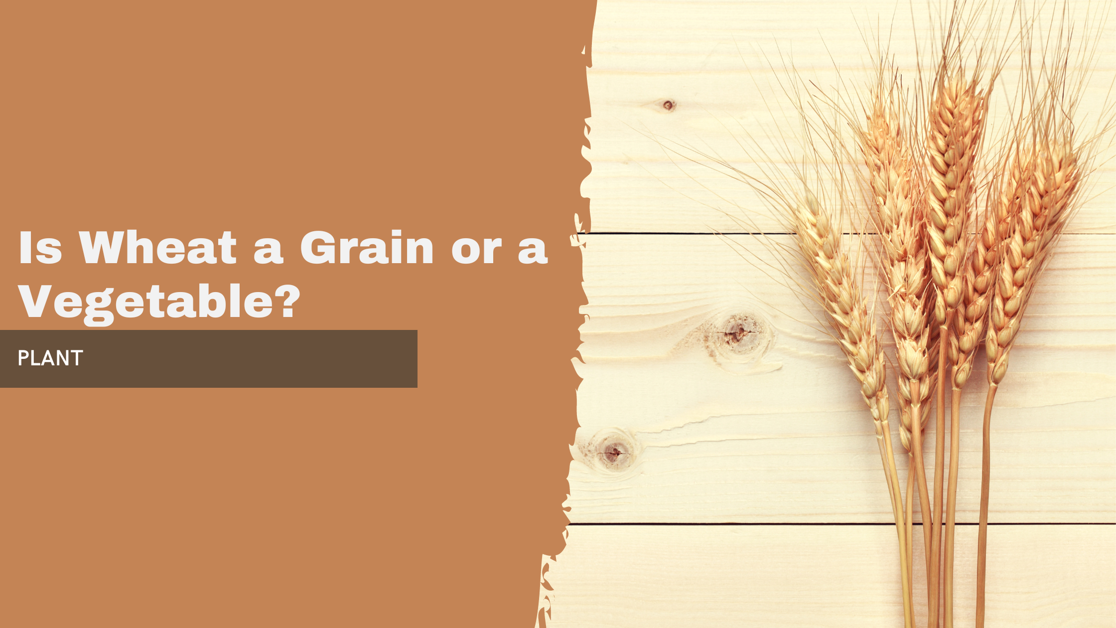 Is Wheat a Grain or a Vegetable?