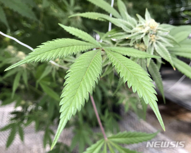  호텔 객실서 직접 대마 키운 직원…동료 2명과 입건
