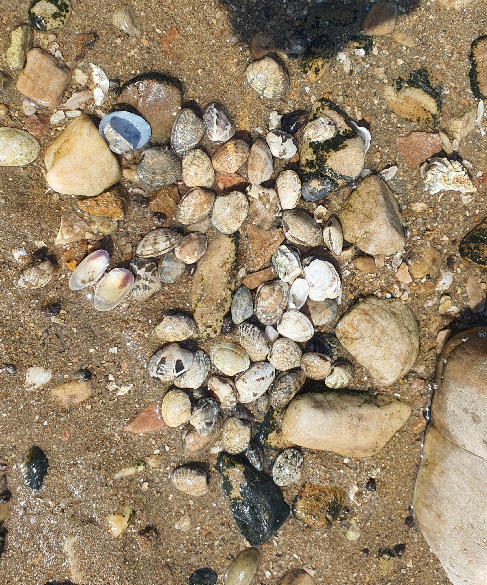 당진 여행 일출 예쁜 오션뷰 차박 캠핑장 해와랑 해루질 가능