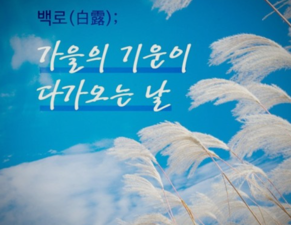  백로 뜻과 속담