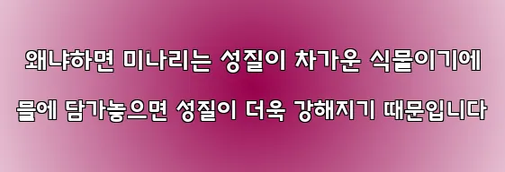  왜냐하면 미나리는 성질이 차가운 식물이기에 물에 담가놓으면 성질이 더욱 강해지기 때문입니다