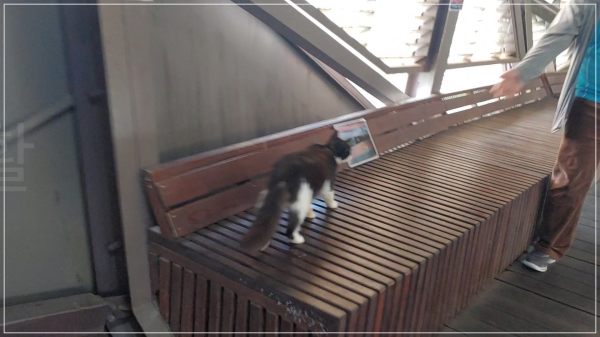 기차역 고양이
